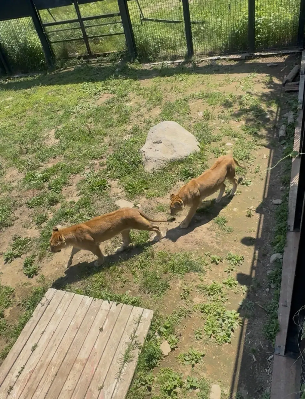運動場を歩くライオン
