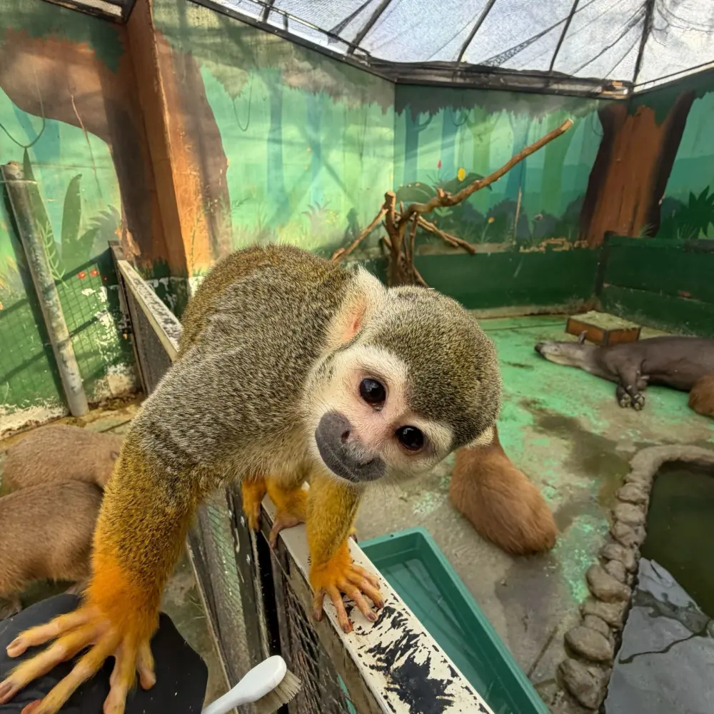 こちらを見るリスザル