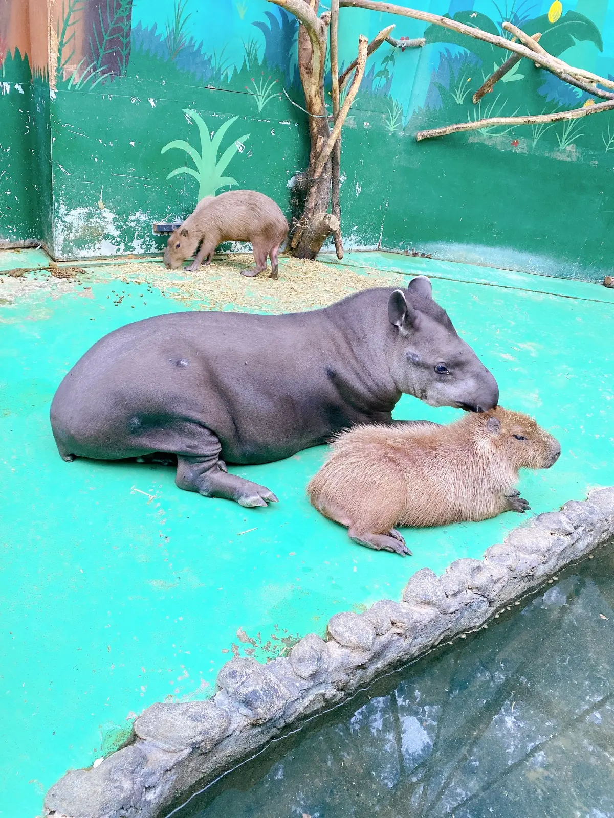 バクとカピバラが過ごす様子